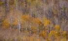 USA-Utah-Woodruff aspen trees along highway 39 Art Print